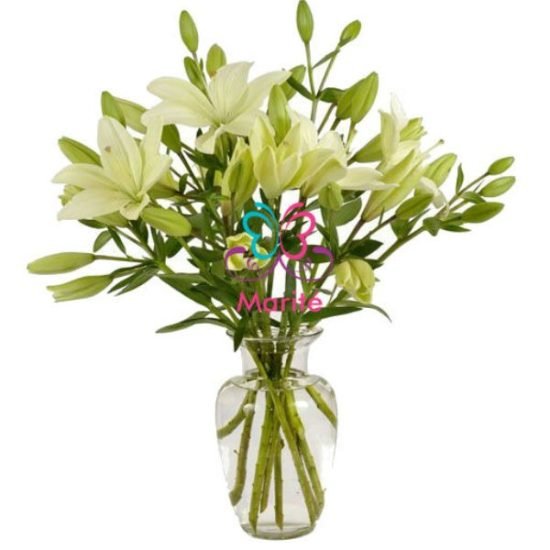 Samaritano de Liliums